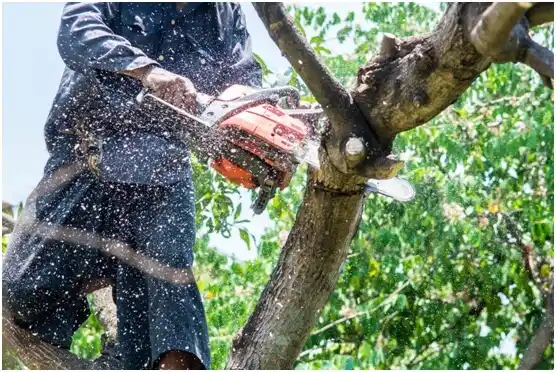 tree services West Wyoming